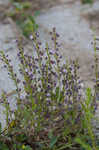 South Americn skullcap